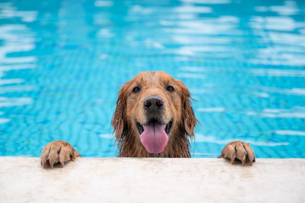 Dog swimming in pool