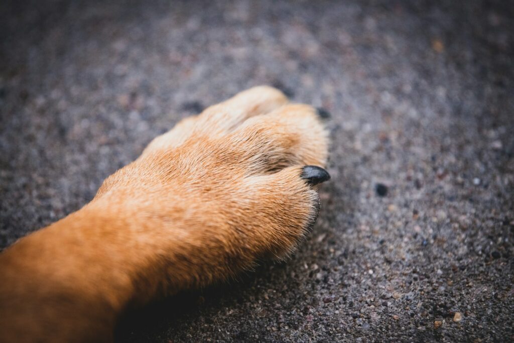 Dog paw