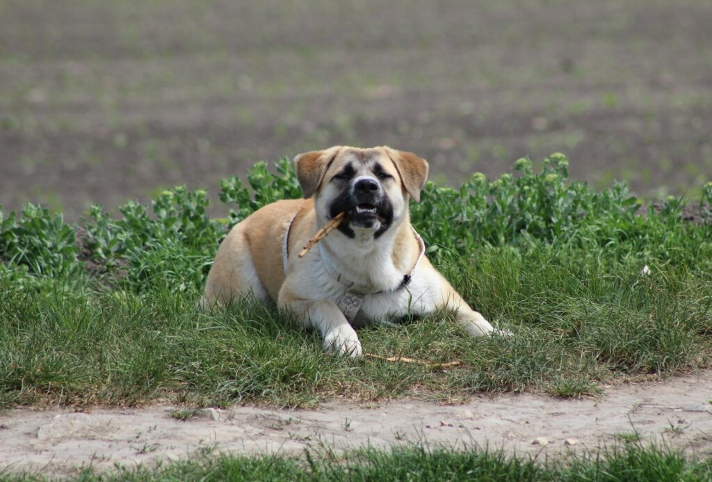 Chubby dog on grass