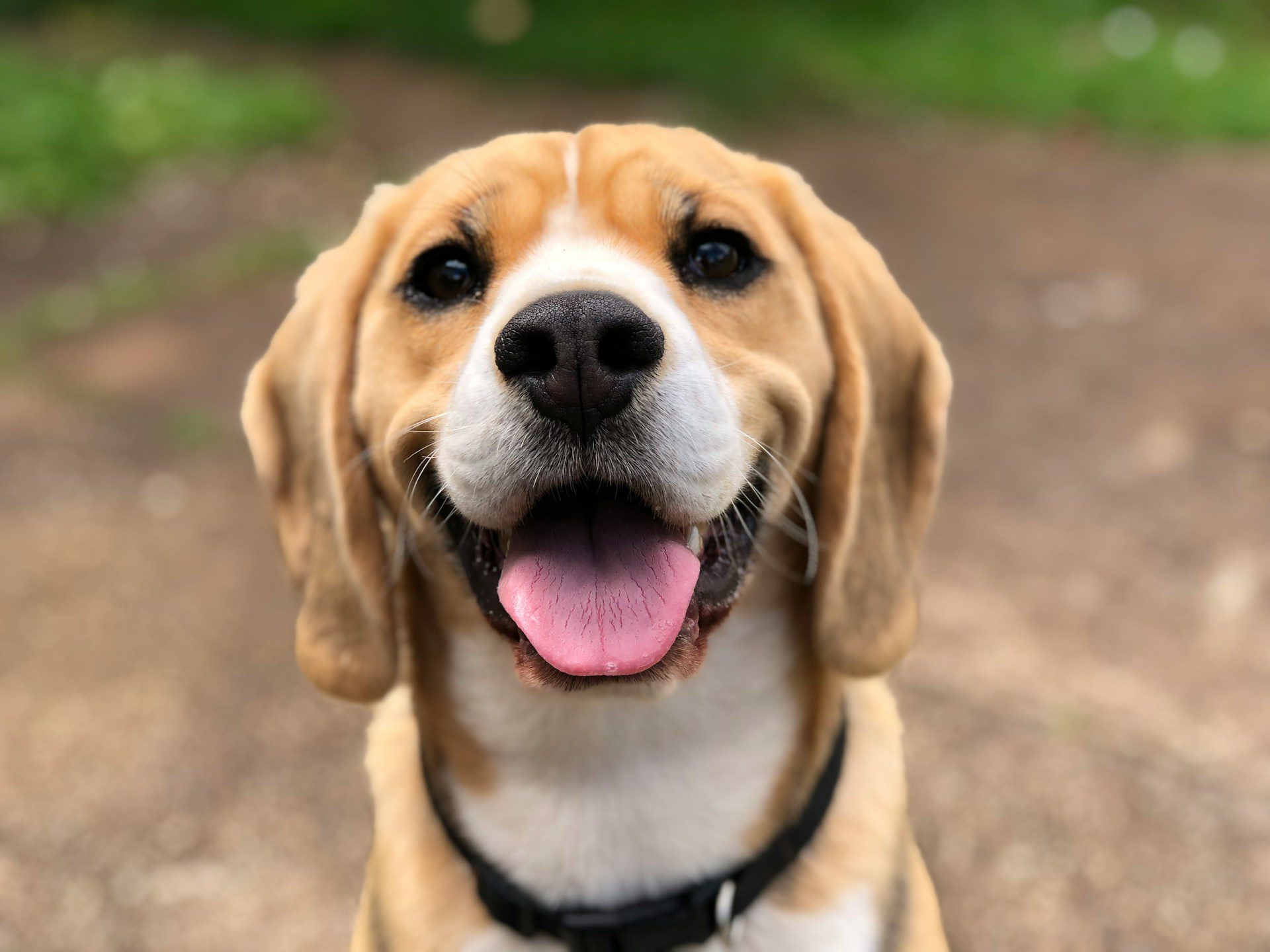 Close up of dog panting happily on a trail