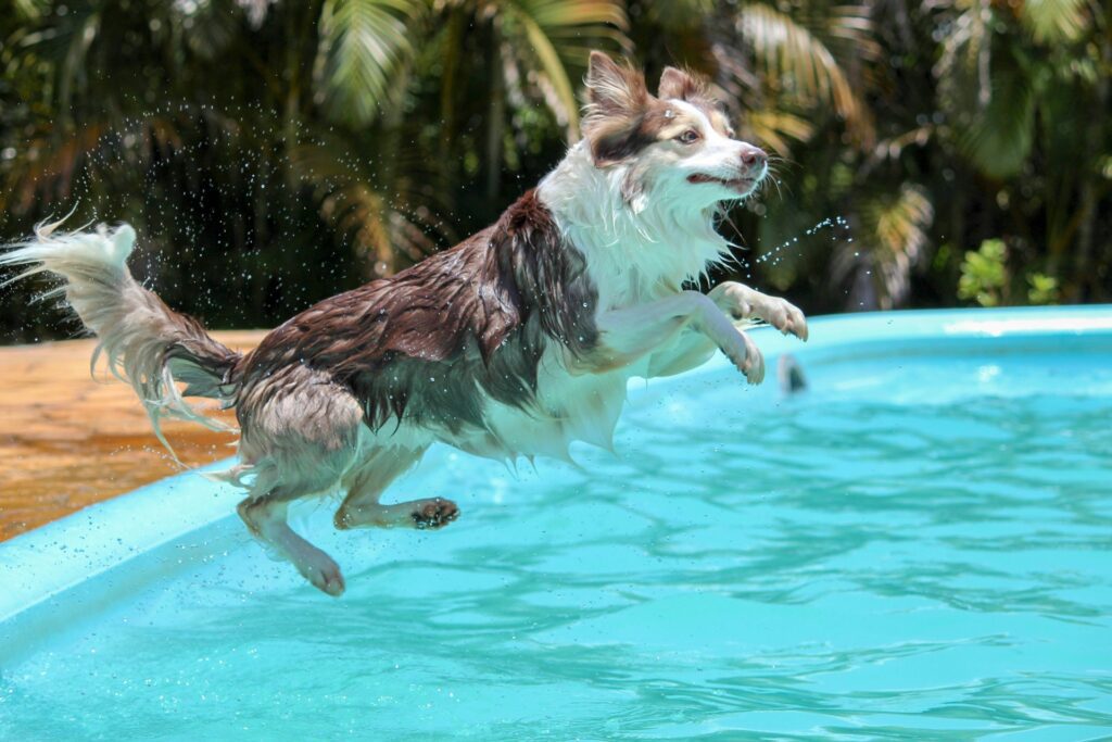 Dog jumping into pool