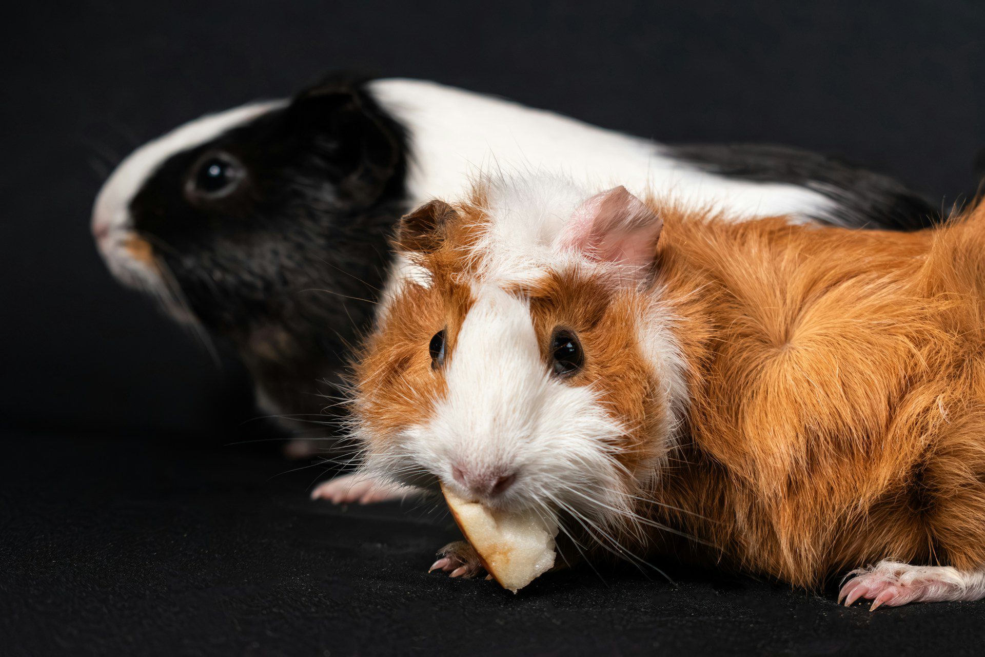 Fawn and white Guinea pig chewing on a snack