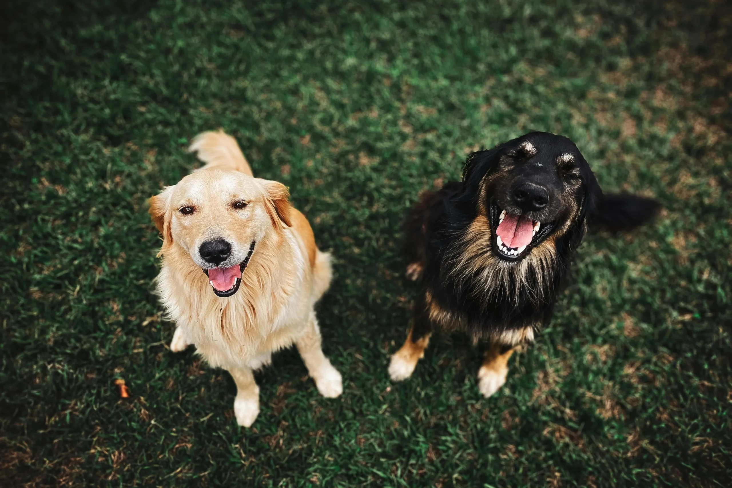 Two dogs on a lawn