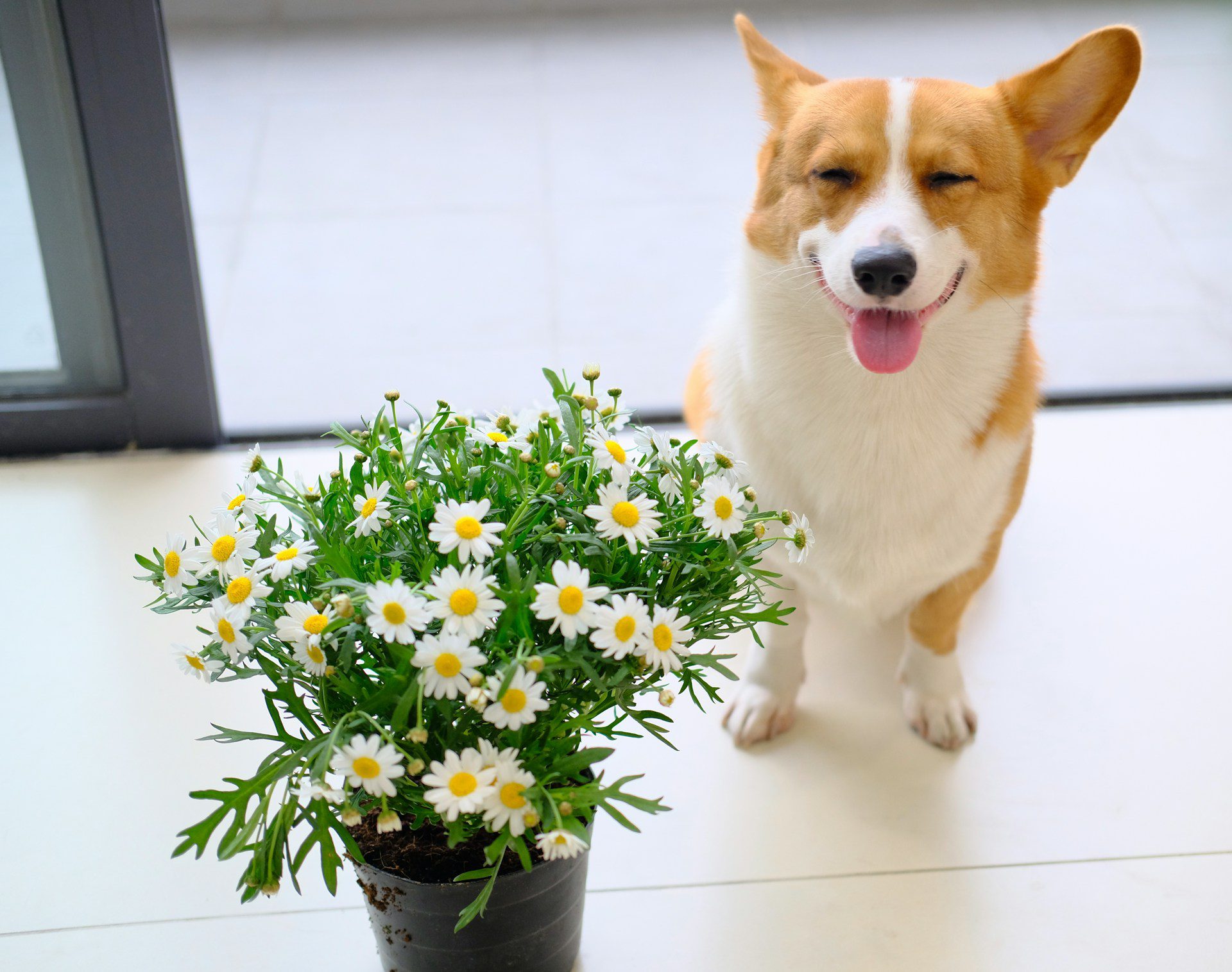 Corgi with flowers